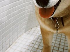 -柴务处·柴犬主题狗咖