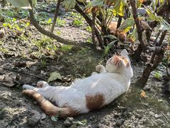 -龙华素斋(龙华路店)