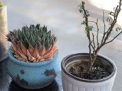 -爸爸糖吐司面包(南京奥体店)