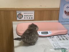 -瑞派宠物医院·24h·骨外科·皮肤科·全科宠物医疗转诊中心(沈阳浑南院)