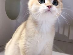 -东方名猫馆·英短金渐层布偶猫舍(环线广场1号楼店)