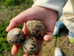 -盘龙城国家考古遗址公园