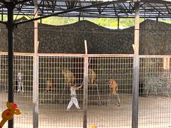 -贵州森林野生动物园