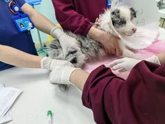 -北京观赏动物医院·24小时大型综合·猫专科·异宠专科