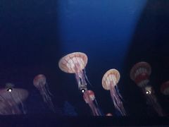 -贝壳梦幻世界