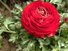 -郑州中国绿化博览园