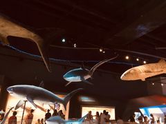 -贝林大翅鲸简餐厅(国家海洋博物馆店)