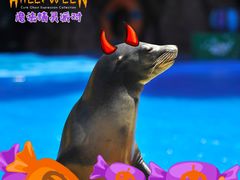 -海合安成都极地海洋公园