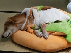 -逗柴咖啡屋·狗咖猫咖宠物桌游
