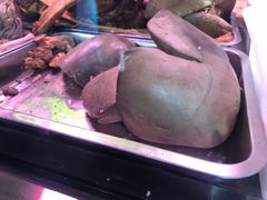 -洪记白水羊头(天坛店)