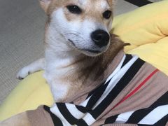 -逗柴咖啡屋·狗咖猫咖宠物桌游