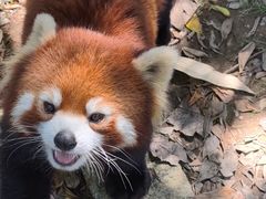 -灵玲国际马戏城