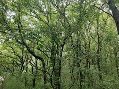 -镇南锅盖面馆(解放路店)