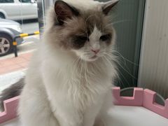 -青奢宠物·青奢猫舍