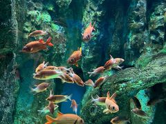 -海合安成都极地海洋公园