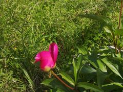 -泰州凤城河风景区-泰山公园