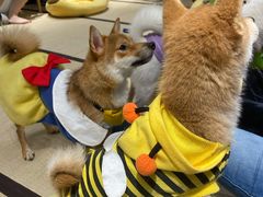 -逗柴咖啡屋·狗咖猫咖宠物桌游