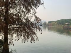 -海珠湖公园