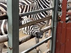 -泉州海丝野生动物世界