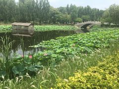 -白洋淀景区