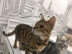 -白夜2D咖啡馆