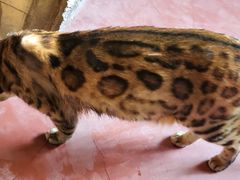 -猫猫幼稚园·撸猫·桌游·电玩