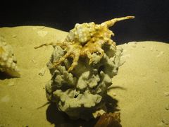 -亚龙湾中心广场·贝壳馆