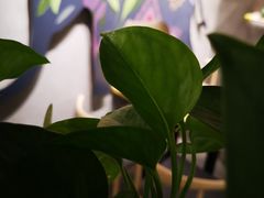 -素匠泰茶(三里屯SOHO工体奶茶店)
