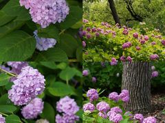 -上海滨江森林公园