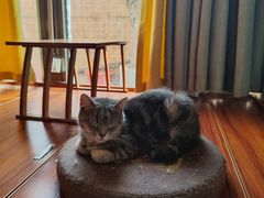 -楼上猫咖(罗湖店)