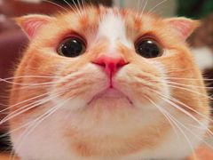 -翠园(铜锣湾广场店)