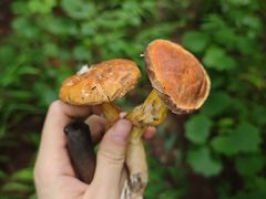 -铁山坪森林公园