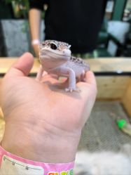 -神奇动物撸宠馆·羊驼·小浣熊·异宠(豫园店)