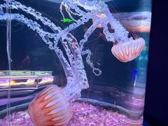 -欢乐海岸海洋奇梦馆