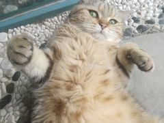 -喵屿·大理花园猫咖