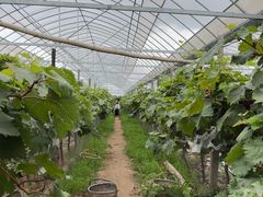 -马陆小张葡萄园农家乐