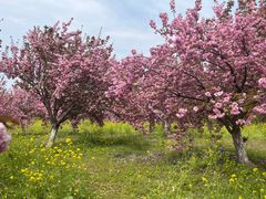-古柏渡飞黄旅游区