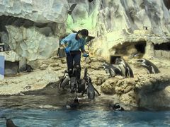 -帝企鹅自助餐厅•儿童岛•真企鹅(长隆企鹅酒店)