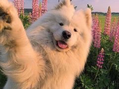 -乡村基(双流时代奥特莱斯餐厅)