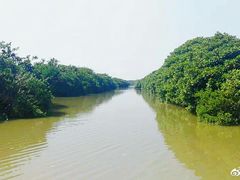 -大湾区中央湿地公园