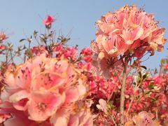 -木兰云雾山