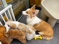 -有喵·猫咖·狗咖·30几只猫10只小狗(岗厦店)