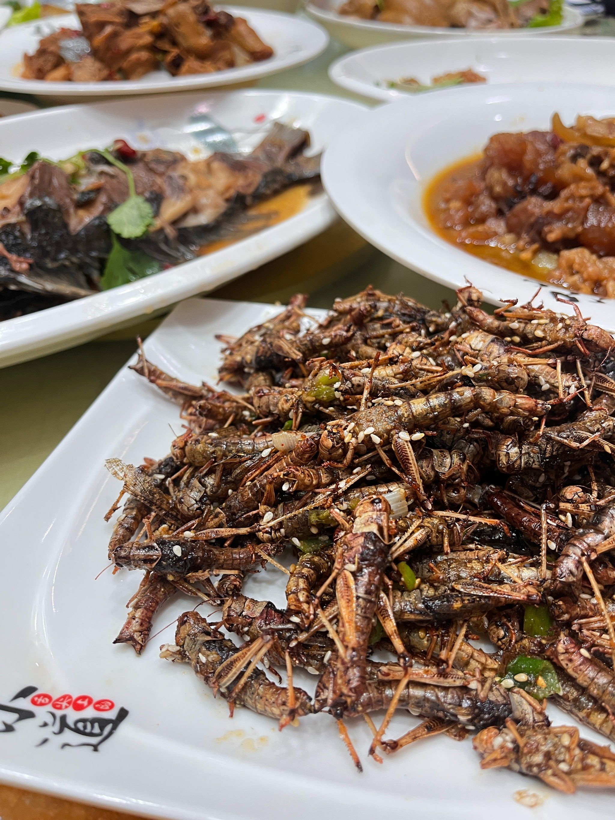 哈哈哈哈炸昆虫🦗