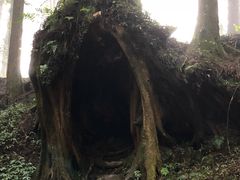 -阿里山神木遗迹