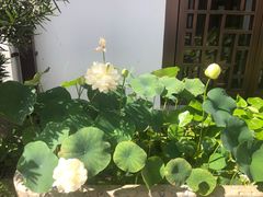 -曾福兴