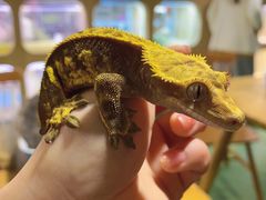 -藦茜花园宠物主题亲子互动体验馆(国顺东路店)