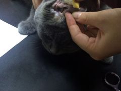 -安安宠医宠物医院·异宠·犬猫内科(岳阳分院)