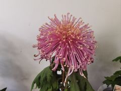 -杭州植物园
