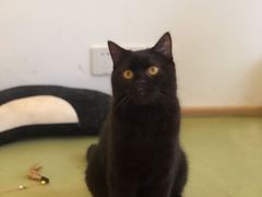 -猫在这儿猫咪咖啡馆·撸猫馆