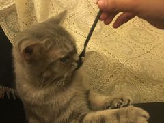 -猫色咖啡·猫咖